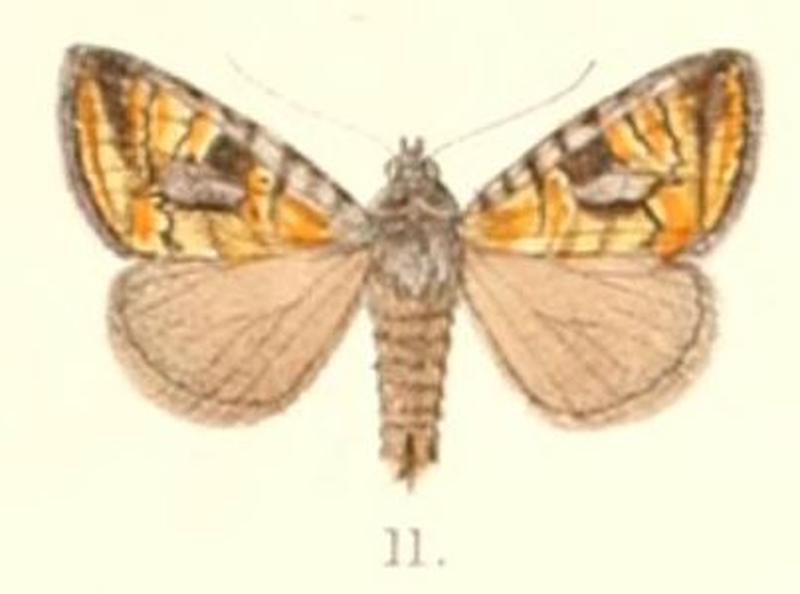 Pl.4-11-Lithacodia decorata (Moore 1882) (Motama)