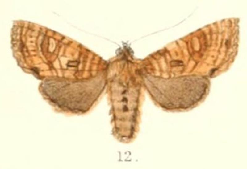 Pl.4-12-Euplexia pardaria (Moore, 1882) (Luperina)