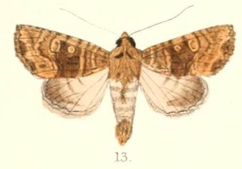 Pl.4-13-Blepharita flavistigma (Moore, 1867) (Apamea denticulosa)