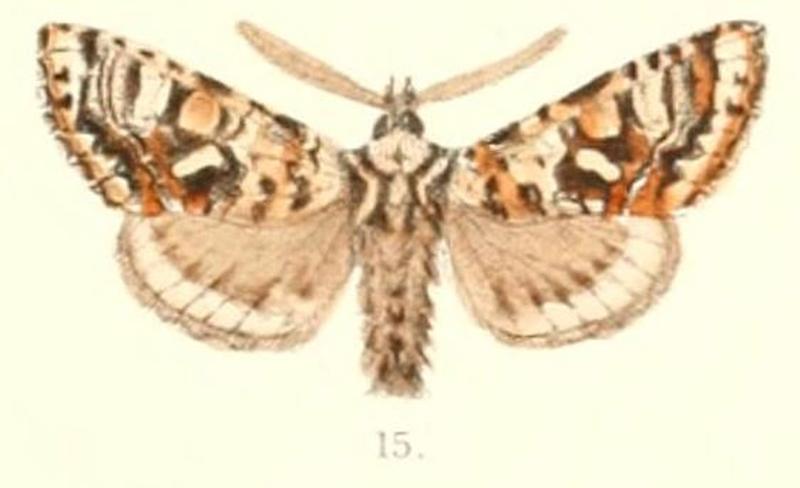 Pl.4-15-Valeriodes heterocampa (Moore, 1882) (Pachetra)