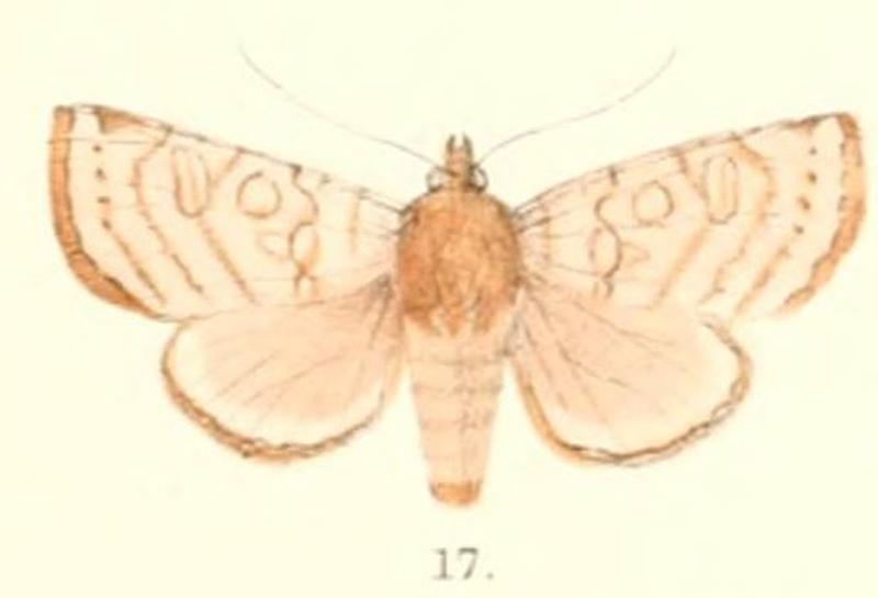 Pl.4-17-Hermonassa sinuata Moore, 1881 (Dimya)