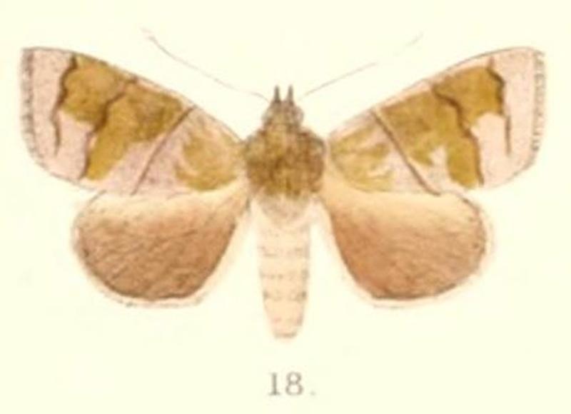 Pl.4-18-Calymera fasciata (Moore, 1882) (Ranaja)