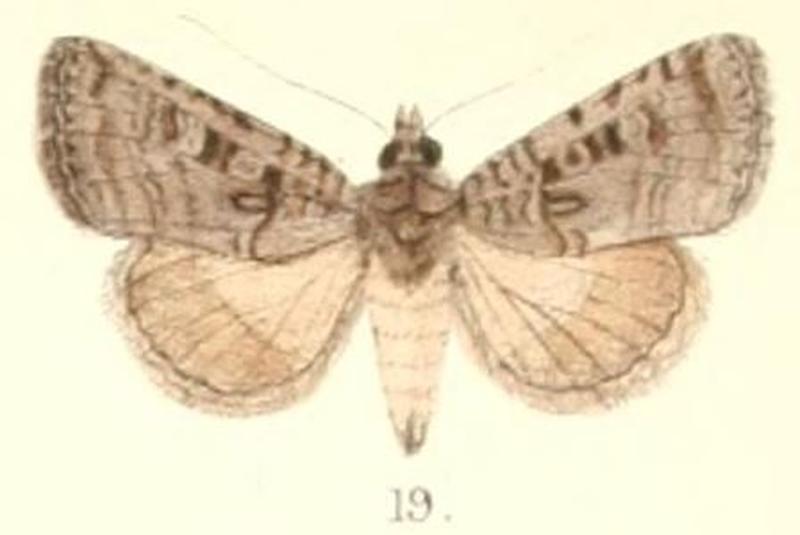 Pl.4-19-Ochropleura nivisparsa (Butler, 1889) (Agrotis placida, preocc.)