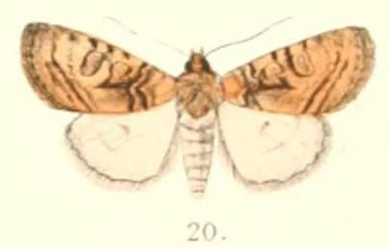 Pl.4-20-Chytonix hastata (Moore 1882) (Hadena)
