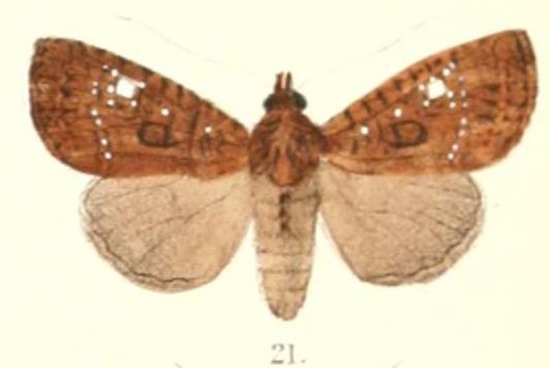 Pl.4-21-Feliniopsis leucostigma (Moore, 1867) (Hadena)