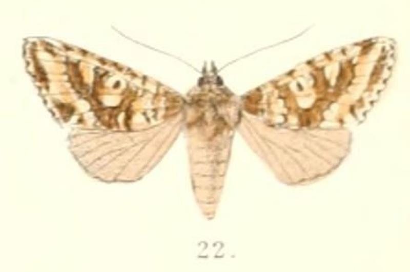Pl.4-22-Bryotypella leucosticta (Moore, 1882) (Dryobata)