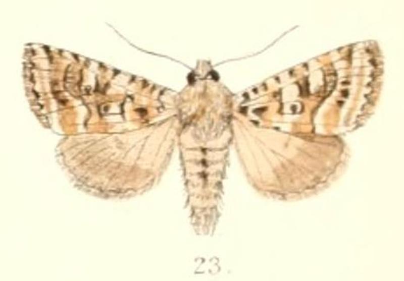 Pl.4-23-Phlogophora calamistrata (Moore, 1882)