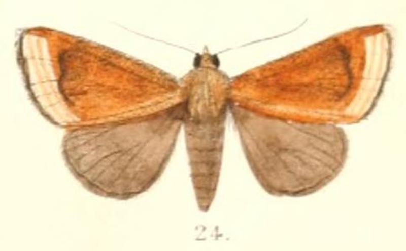 Pl.4-24-Nikara castanea Moore, 1882