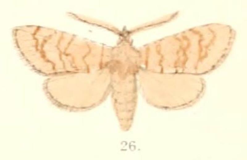 Pl.4-26-Dasypolia grisea (Moore, 1882) (Hyada)