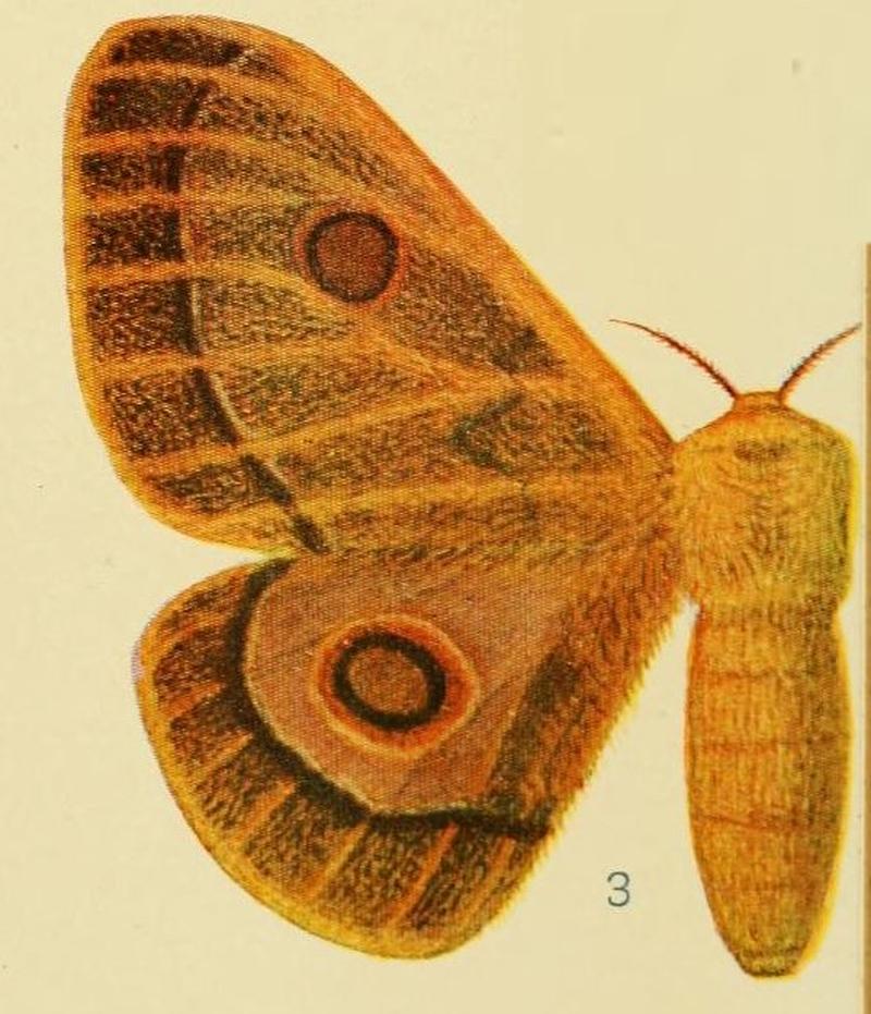 Pl.4-3-Bunaeopsis hersilia (Westwood, 1849)