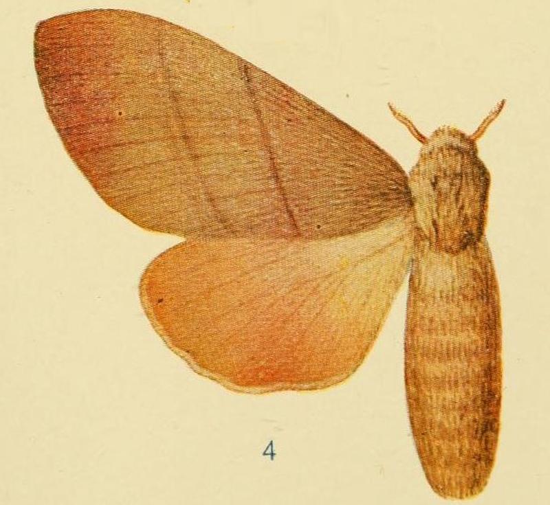 Pl.4-4-Cleopatrina bilinea (Walker, 1855) (Pachypasa)