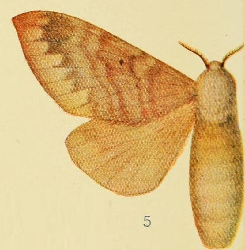 Pl.4-5-Gastroplakaeis schultzei Aurivillius, 1905