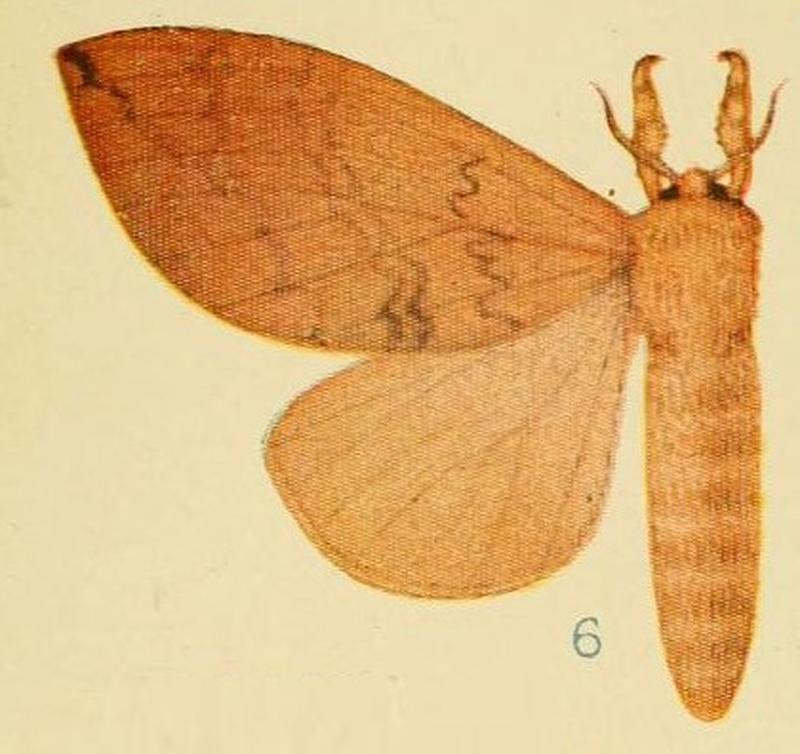 Pl.4-6-Brachychira ferruginea Aurivillius, 1905