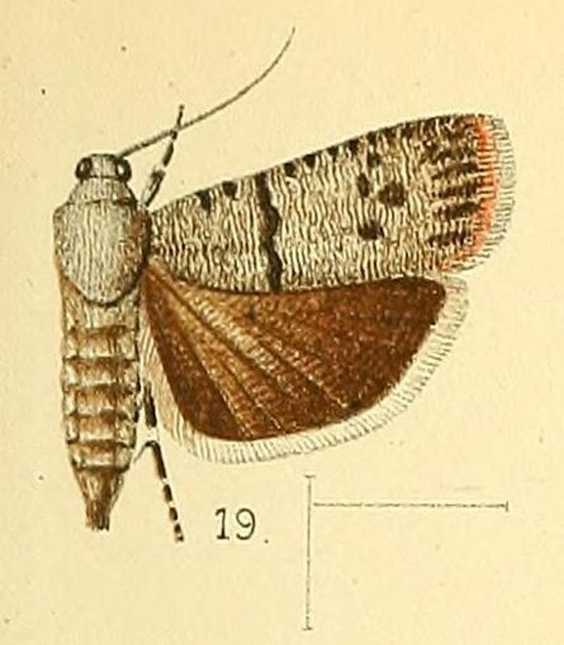 Pl.4-fig.19-Phycodes substriata Walsingham, 1891