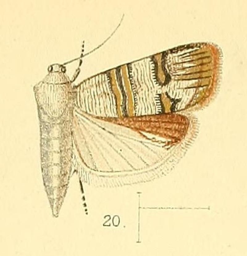 Pl.4-fig.20-Nigilgia albitogata (Walsingham, 1891) (Phycodes)