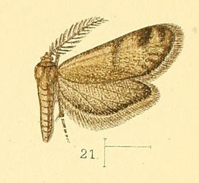 Pl.4-fig.21-Dissoctena affinis Walsingham, 1891