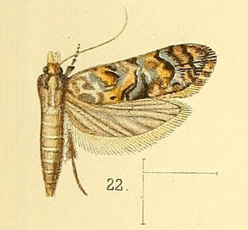 Pl.4-fig.22-Autochthonus chalybiellus Walsingham, 1891