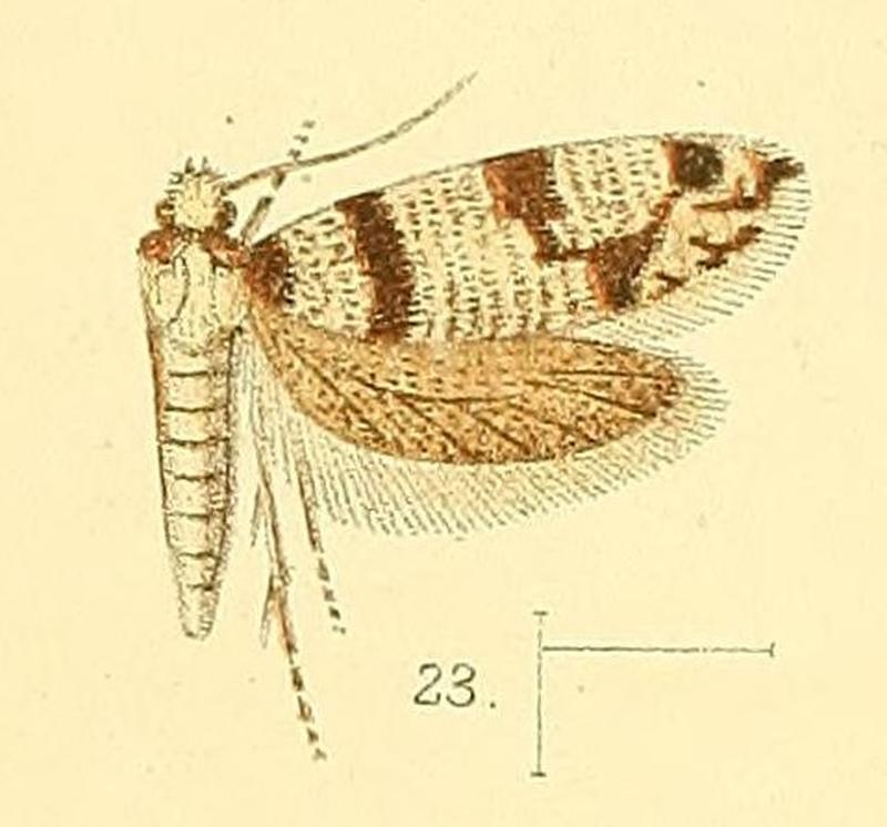 Pl.4-fig.23-Barbaroscardia fasciata Walsingham, 1891