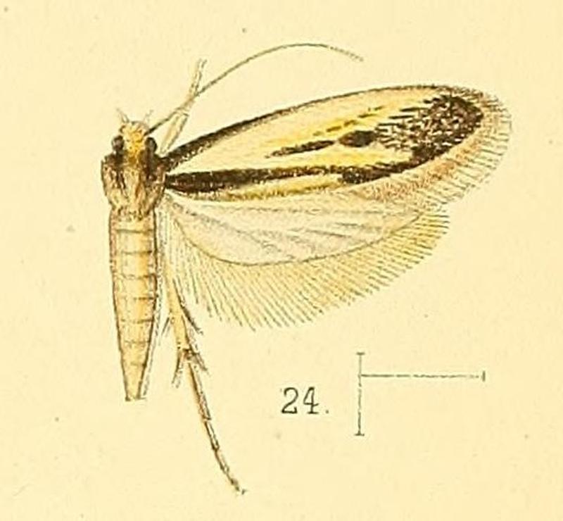 Pl.4-fig.24-Proterospastis zebra (Walsingham, 1891) (Tinea)