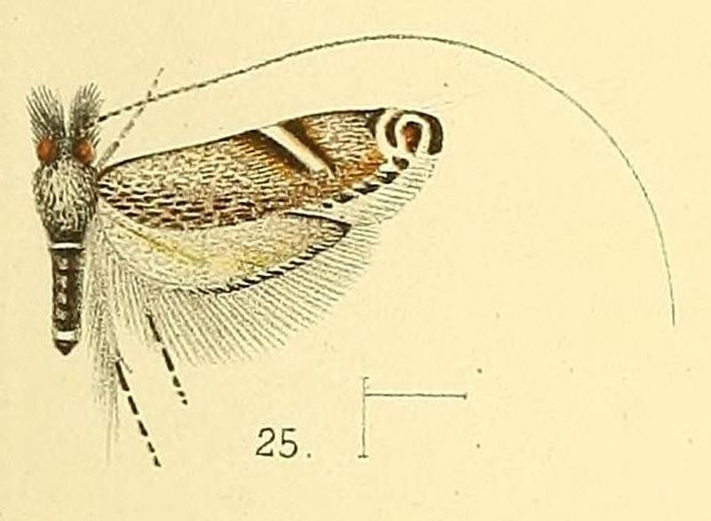 Pl.4-fig.25-Adela cuneella Walsingham, 1891