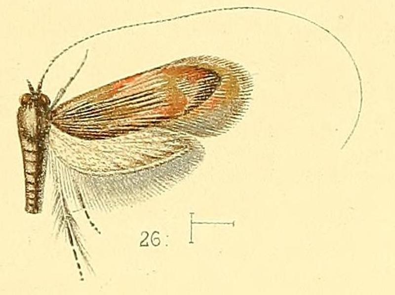 Pl.4-fig.26-Nemophora humilis (Walsingham, 1891) (Nemotois)