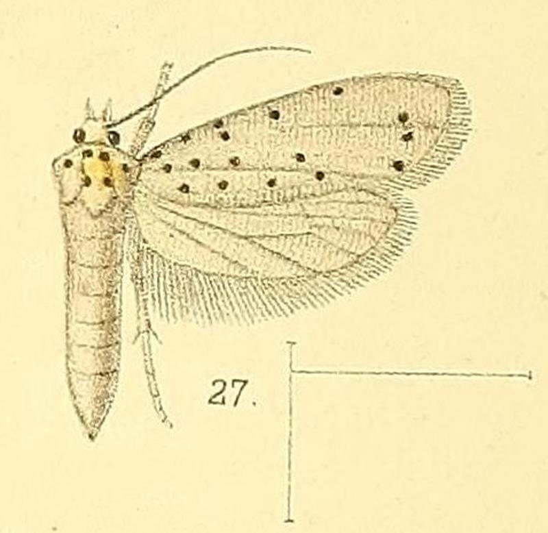 Pl.4-fig.27-Yponomeuta puncticornis (Walsingham, 1891) (Hyponomeuta)