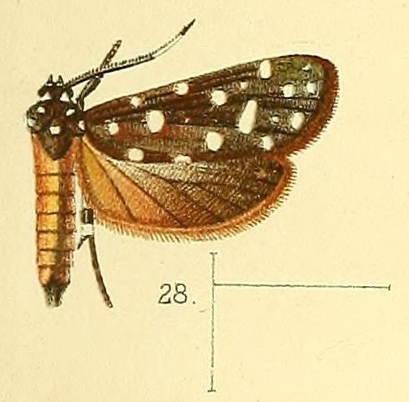 Pl.4-fig.28-Atteva carteri (Walsingham, 1891) (Oeta)