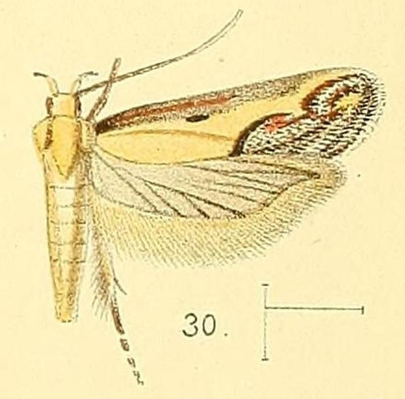 Pl.4-fig.30-Aspades hutchinsonella (Walsingham, 1891) (Gelechia)