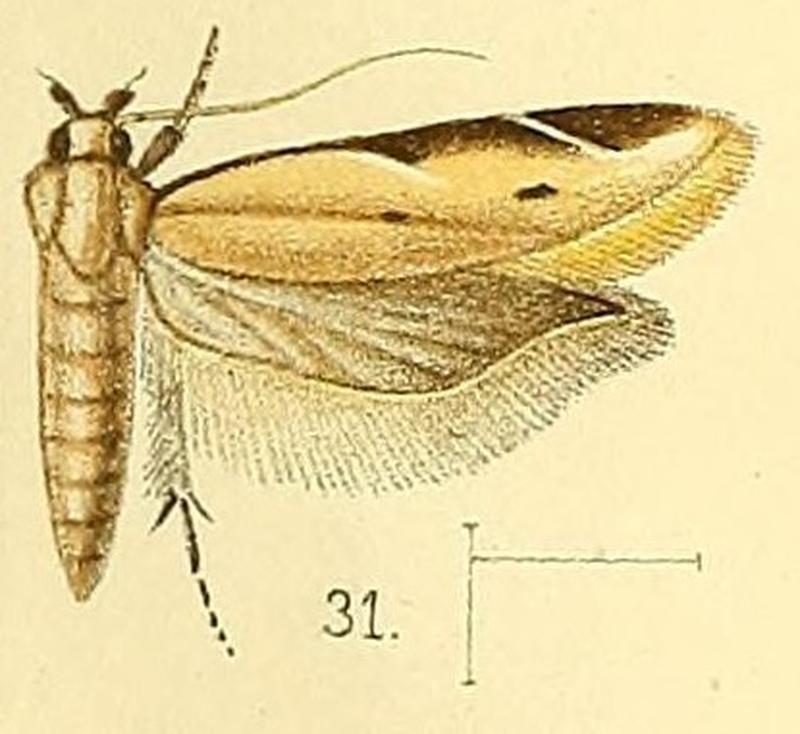Pl.4-fig.31-Mesophleps palpigera (Walsingham, 1891) (Gelechia)