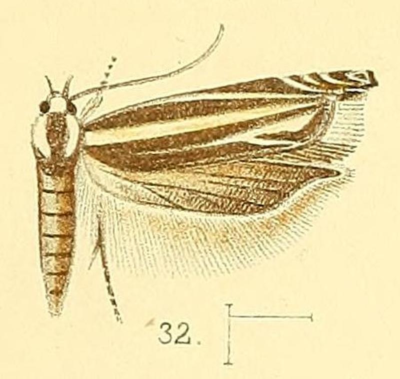 Pl.4-fig.32-Polyhymno cleodorella Walsingham, 1891
