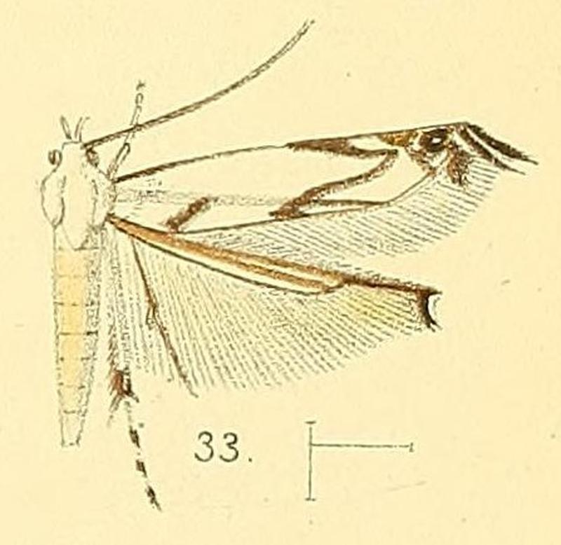 Pl.4-fig.33-Thiotricha tenuis (Walsingham, 1891) (Polyhymno)