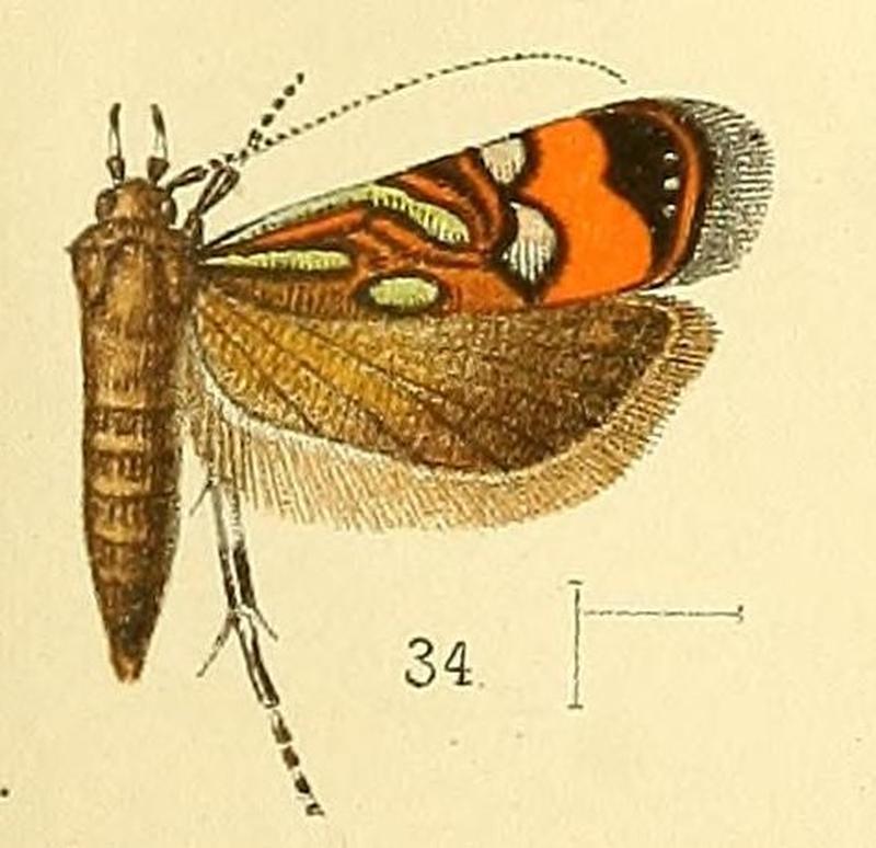 Pl.4-fig.34-Tricyanaula metallica (Walsingham, 1891) (Strobisia)