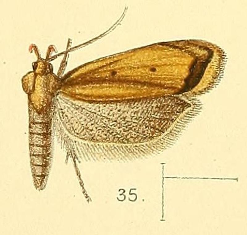 Pl.4-fig.35-Dichomeris marginata (Walsingham, 1891) (Brachycrossata)