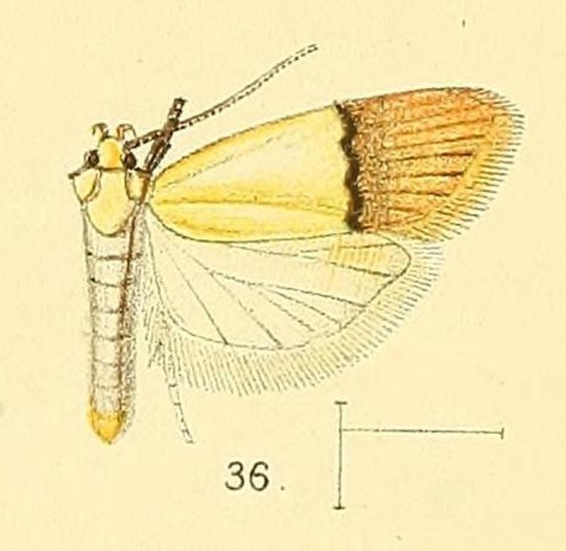 Pl.4-fig.36-Odites natalensis Walsingham, 1891