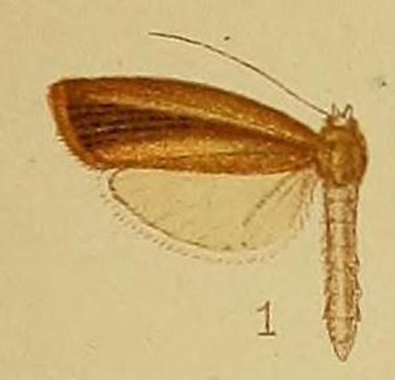 Pl.40-fig.01-Calamotropha fuscivittalis (Hampson, 1910) (Crambus)