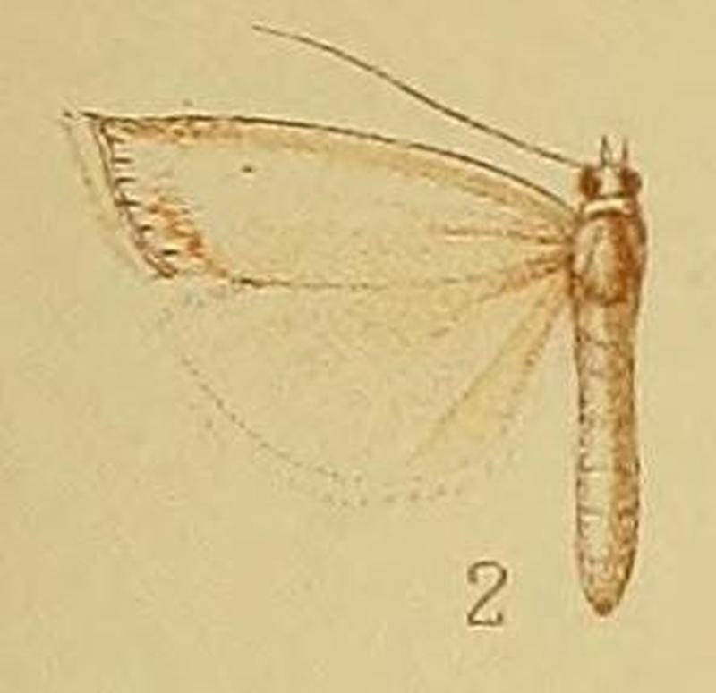 Pl.40-fig.02-Crambus sectitermina Hampson, 1910