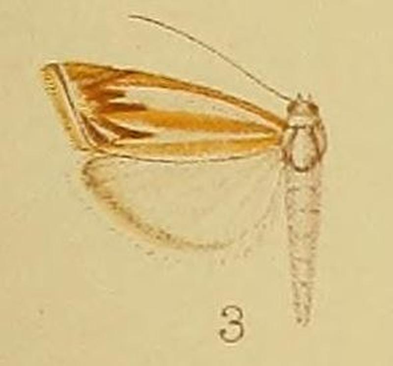 Pl.40-fig.03-Classeya argyrodonta (Hampson, 1910) (Platytes)