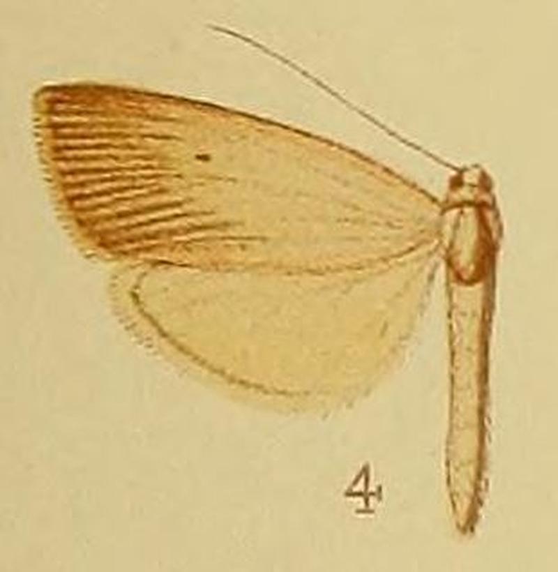 Pl.40-fig.04-Haimbachia fuscicilia (Hampson, 1910 (Chilo)