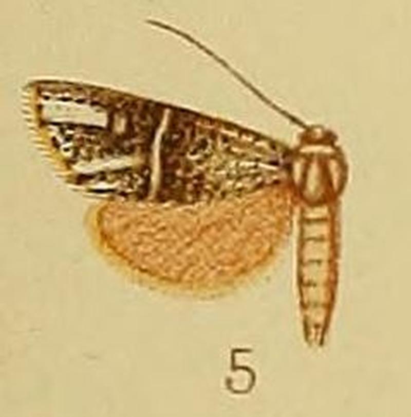Pl.40-fig.05-Charltona chrysopasta Hampson, 1910