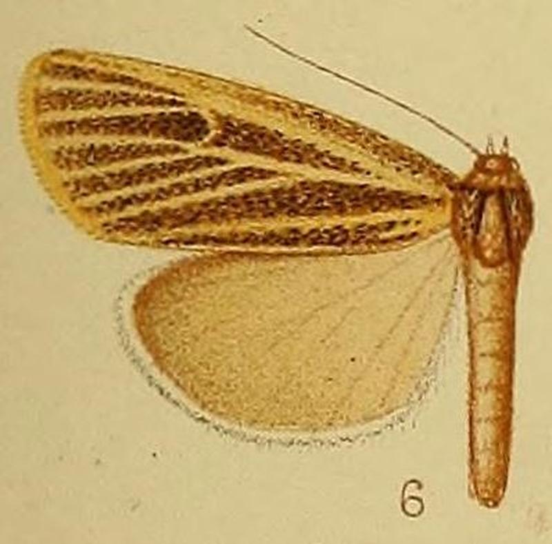 Pl.40-fig.06-Charltona plurivittalis Hampson, 1910