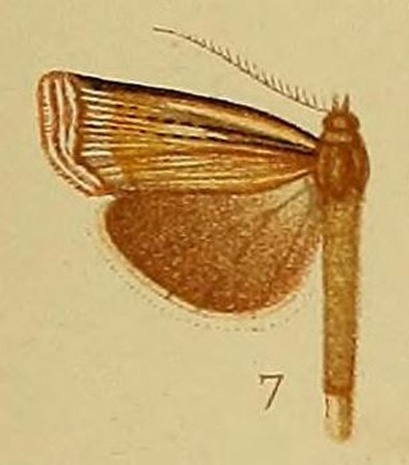 Pl.40-fig.07-Ancylolomia pectinifera Hampson, 1910