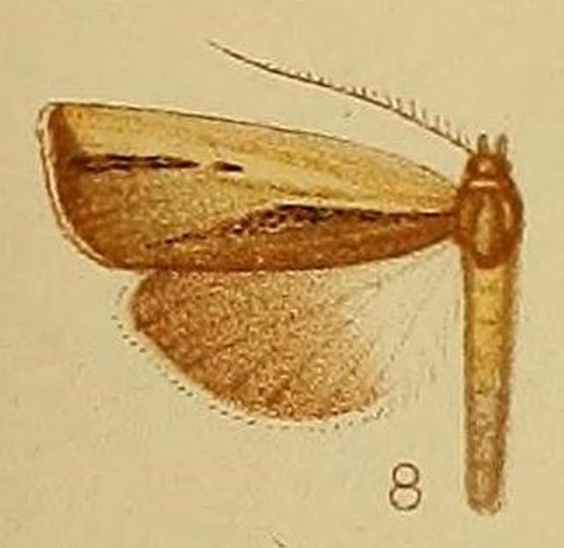 Pl.40-fig.08-Ancylolomia endophaealis Hampson, 1910