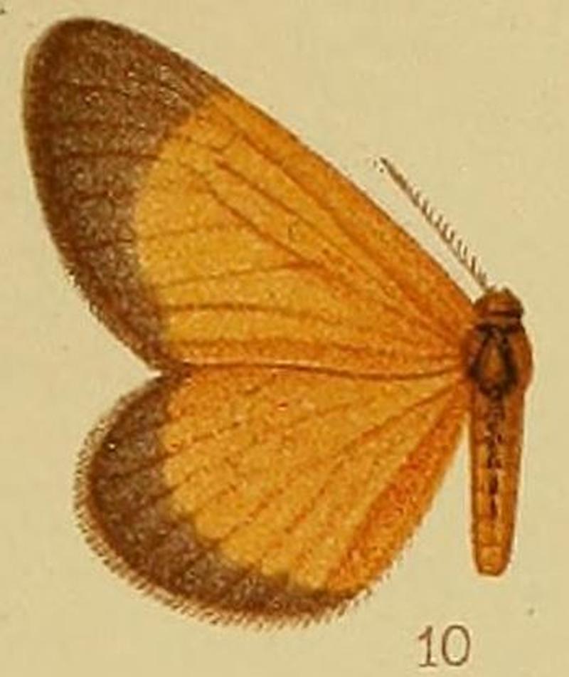 Pl.40-fig.10-Staphylinochrous fulva Hampson, 1910