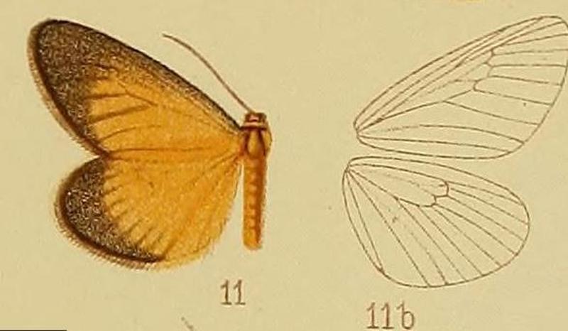 Pl.40-fig.11-Thermochrous fumicincta Hampson, 1910