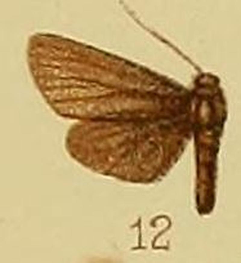 Pl.40-fig.12-Malamblia flavipalpis Hampson, 1910
