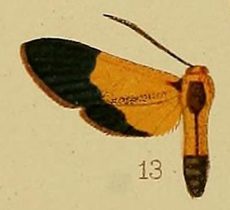 Pl.40-fig.13-Netrocera hemichrysa (Hampson, 1910) (Pompostola)