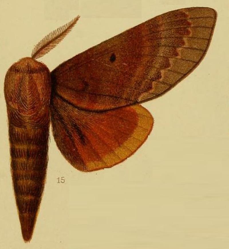 Pl.40-fig.15-Gonometa griseocincta Hampson, 1910