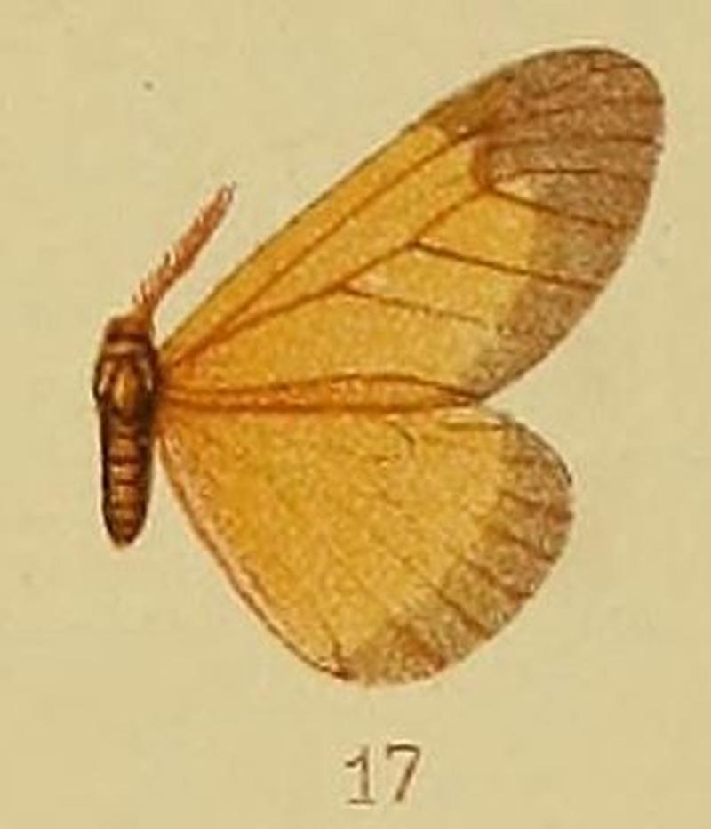 Pl.40-fig.17-Staphylinochrous euryperialis Hampson, 1910