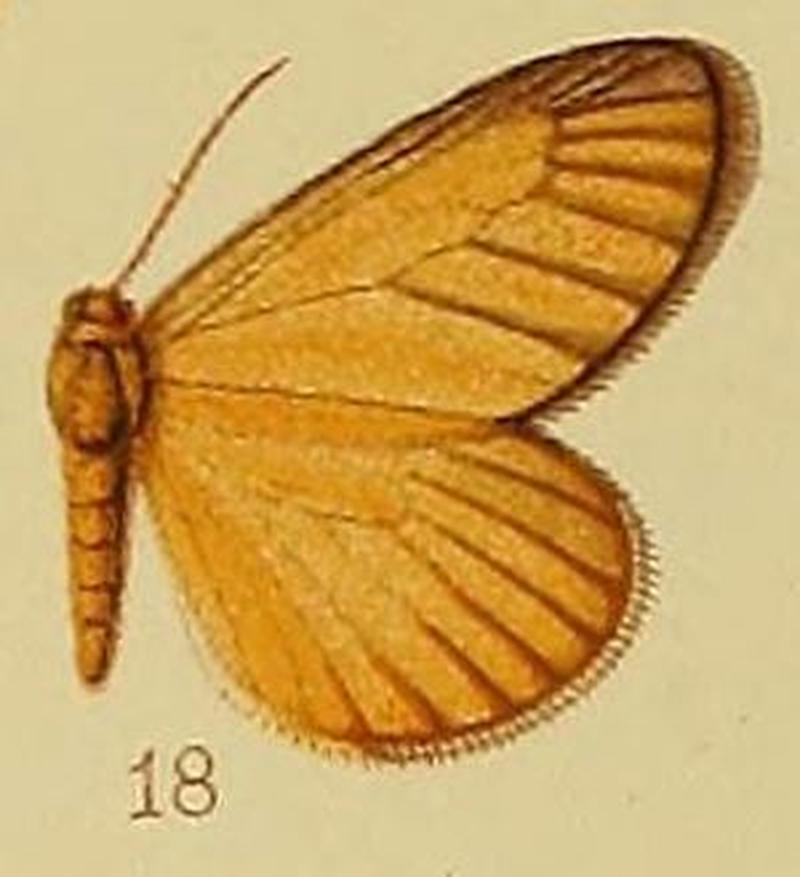 Pl.40-fig.18-Thermochrous stenocraspis Hampson, 1910