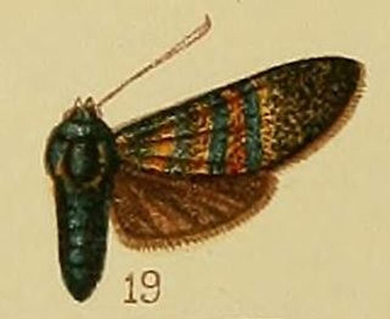 Pl.40-fig.19-Arniocera chalcopasta Hampson, 1910